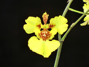 Golumnia Orchidum Macrojoy Owen AM 80 pts.